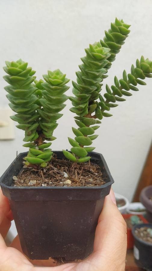 Crassula × marchandii — search result for 'Crassula'