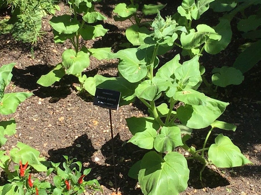 Nicotiana glutinosa — search result for 'Nicotiana'