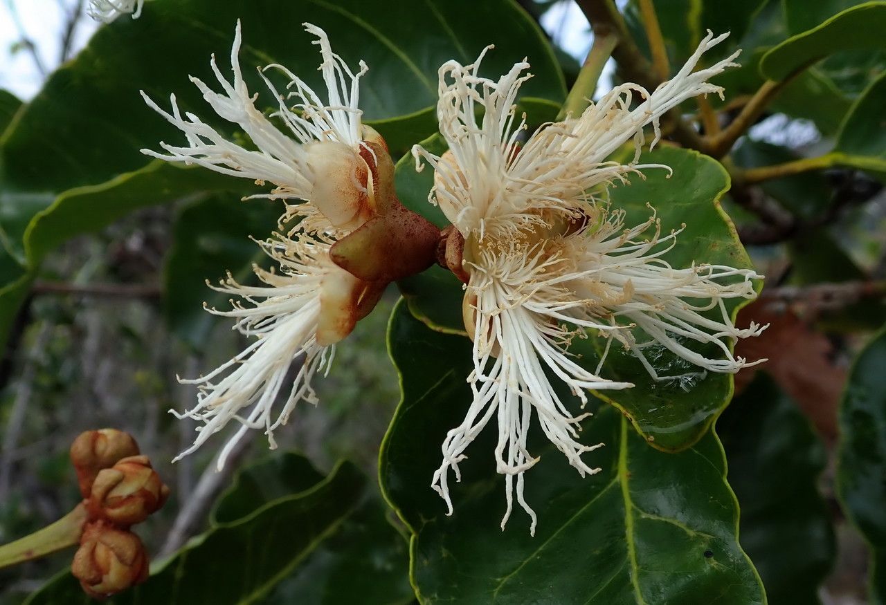 Arillastrum gummiferum flower