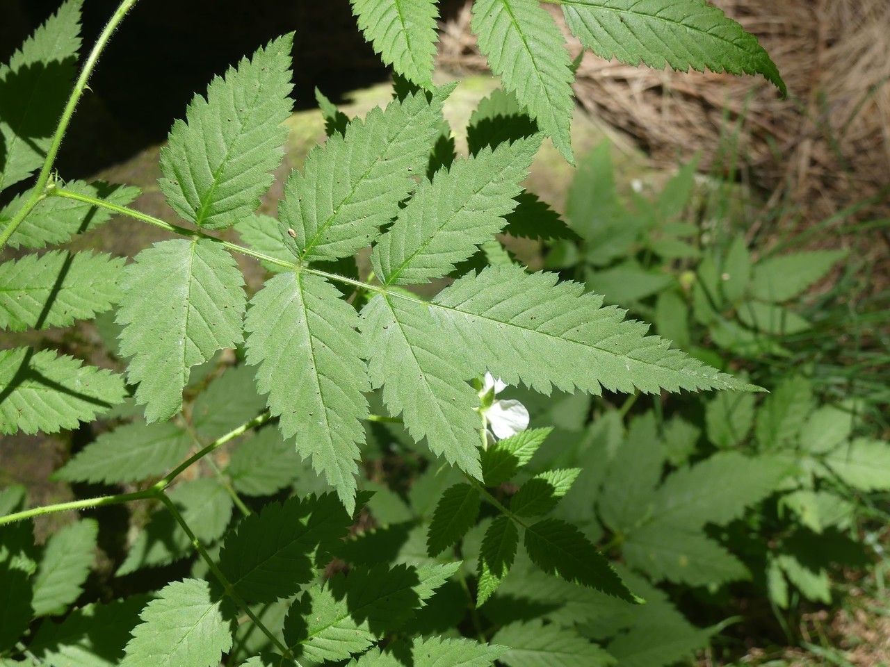 Rubus fraxinifolius — search result for 'Rubus'