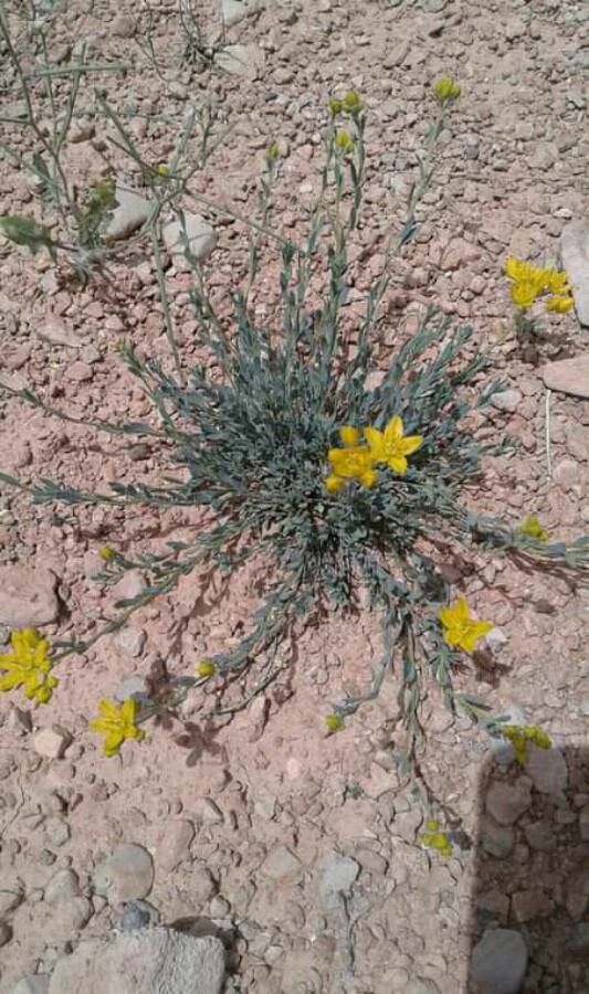 Hypecoum pendulum flower