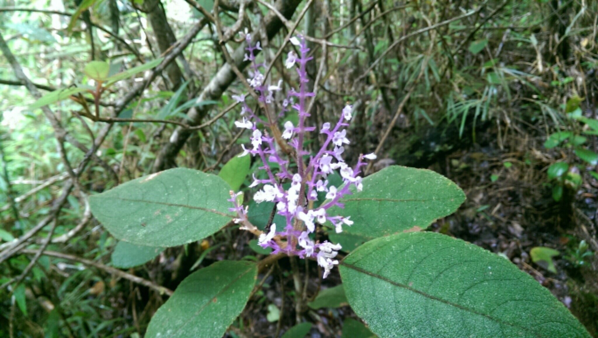 Plectranthus rubroviolaceus flower