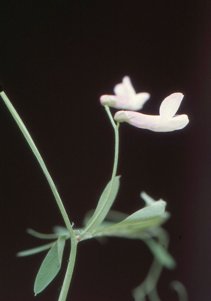 Vicia elegantissima leaf