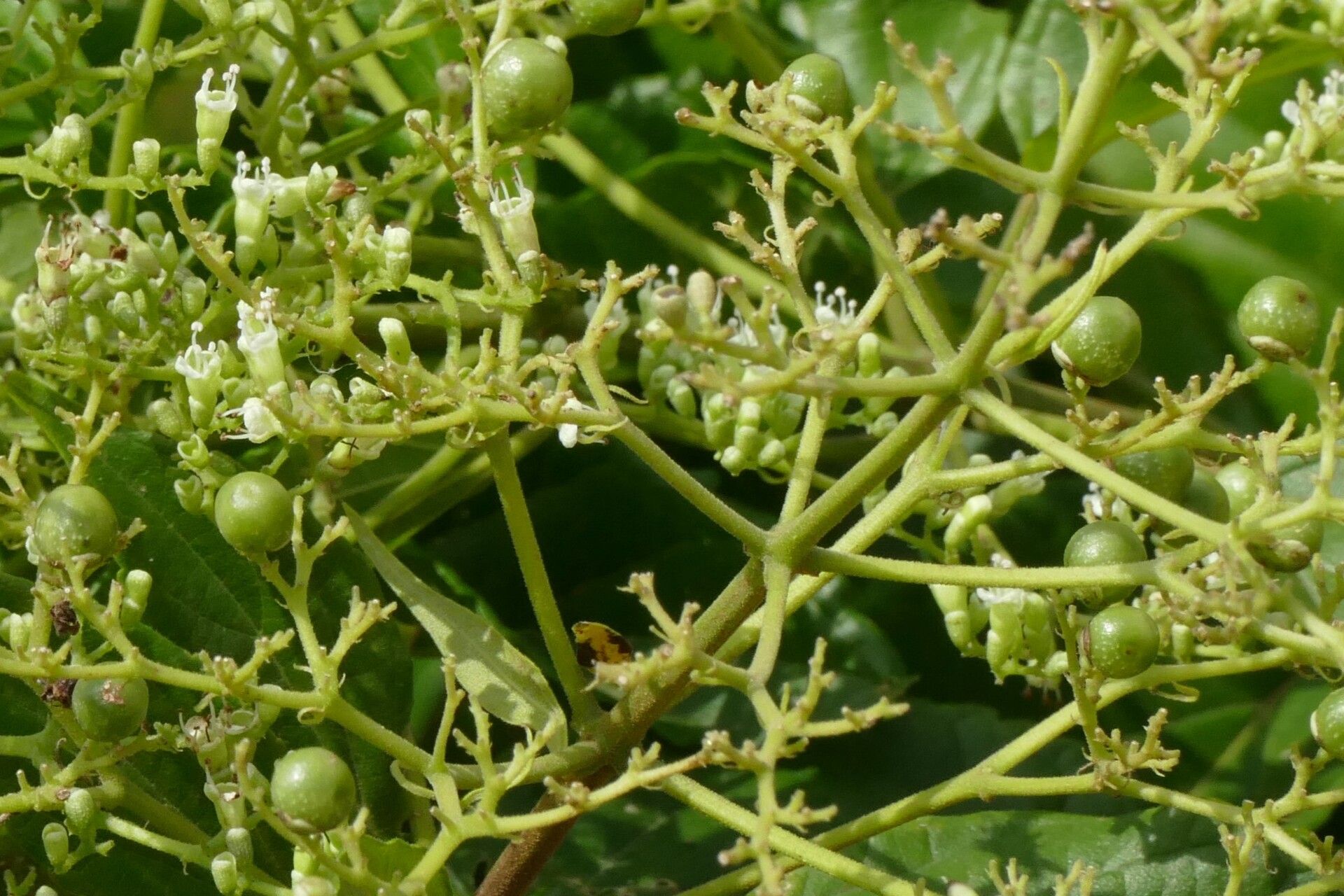 Premna quadrifolia fruit