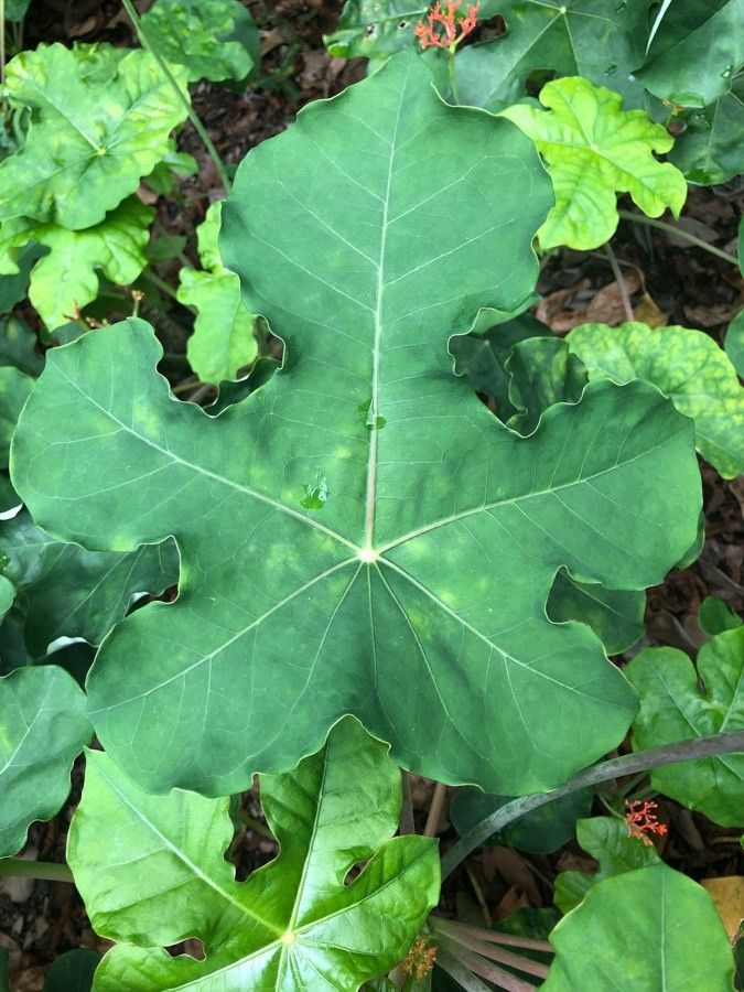 Jatropha podagrica — search result for 'Guatemala'