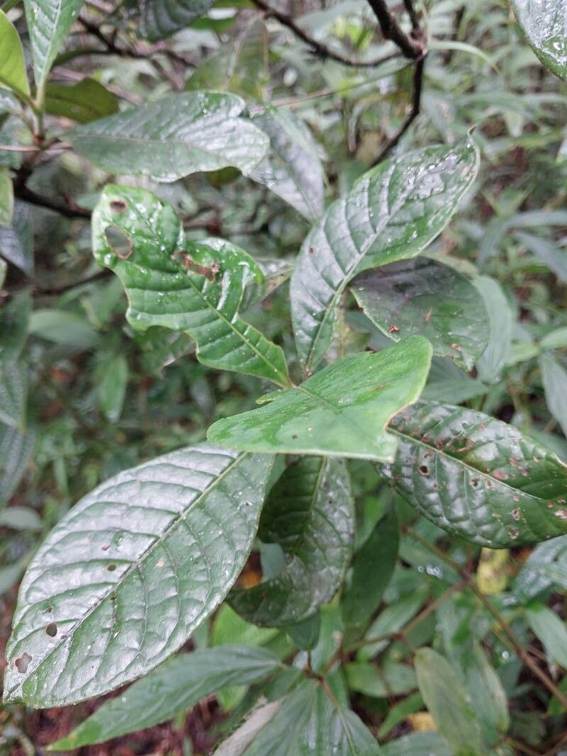 Gaertnera rubra — houseplant care guide