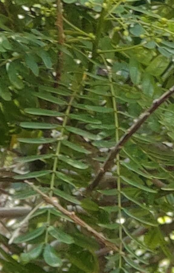 Senna multijuga — search result for 'Senna'