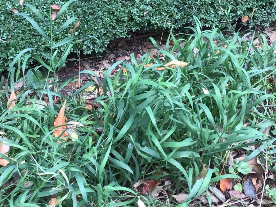 Melica altissima — related species from the same genus