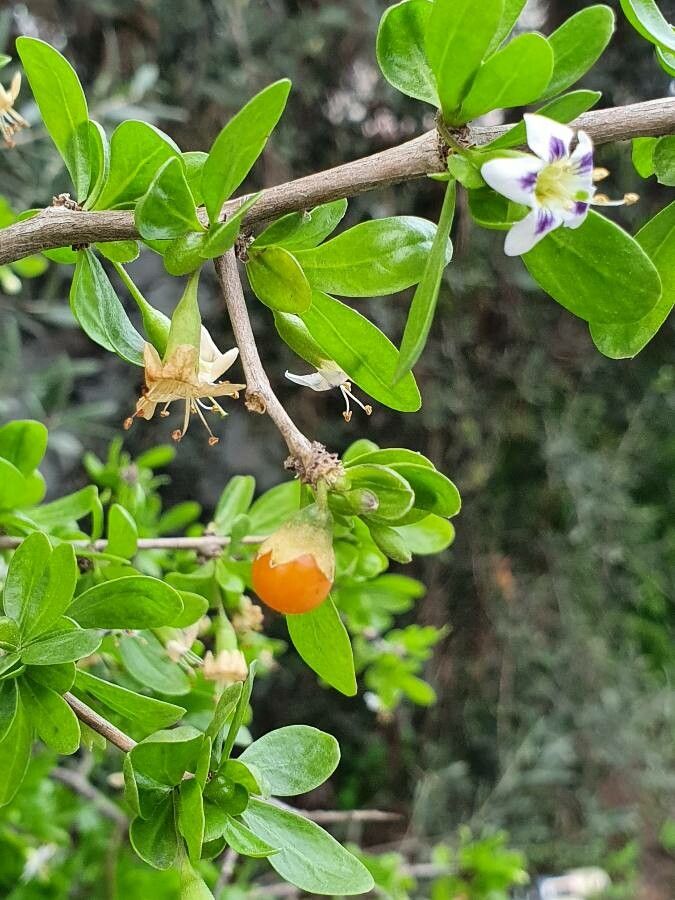 Lycium europaeum fruit