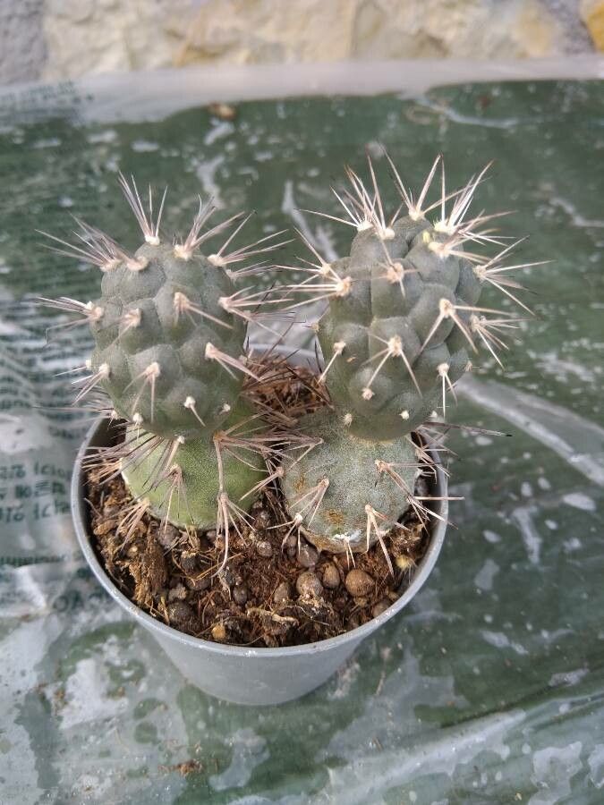 Tephrocactus alexanderi leaf