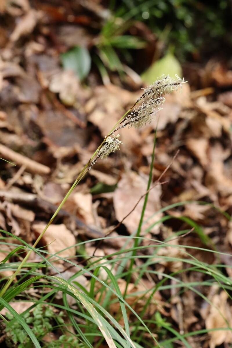 Carex reinii — houseplant care guide