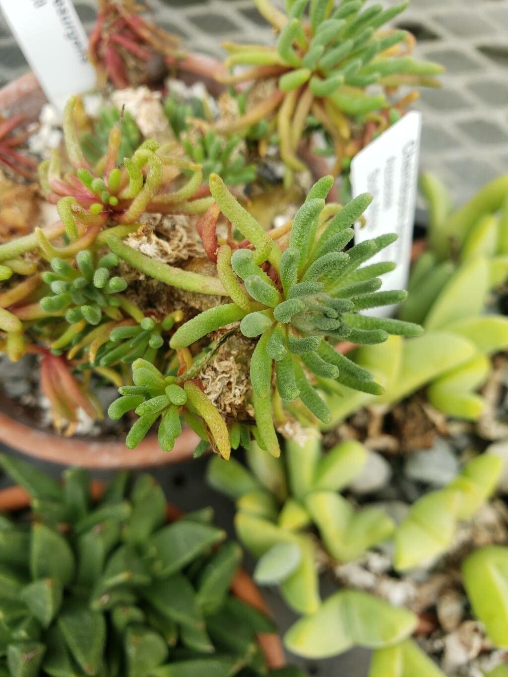 Mesembryanthemum resurgens — search result for 'Mesembryanthemum'