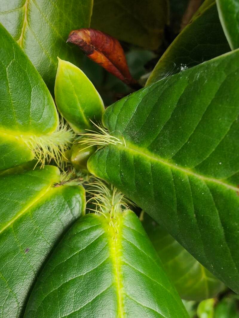 Rhododendron exasperatum — houseplant care guide