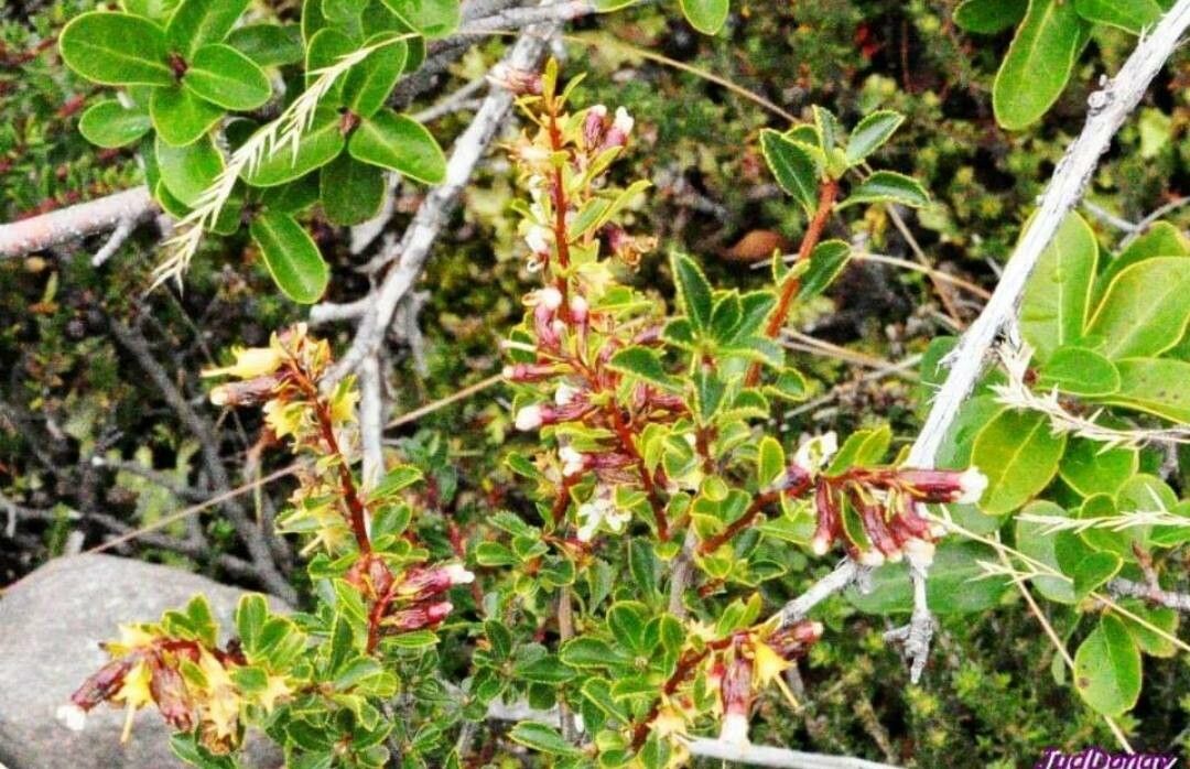Gaultheria myrsinoides flower