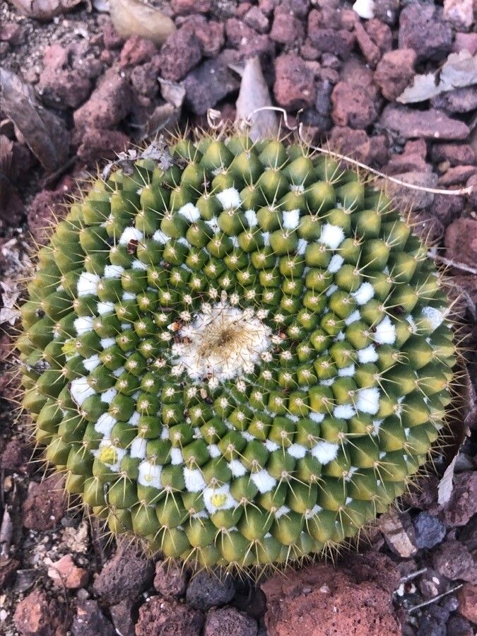 Mammillaria marksiana — search result for 'Mammillaria'