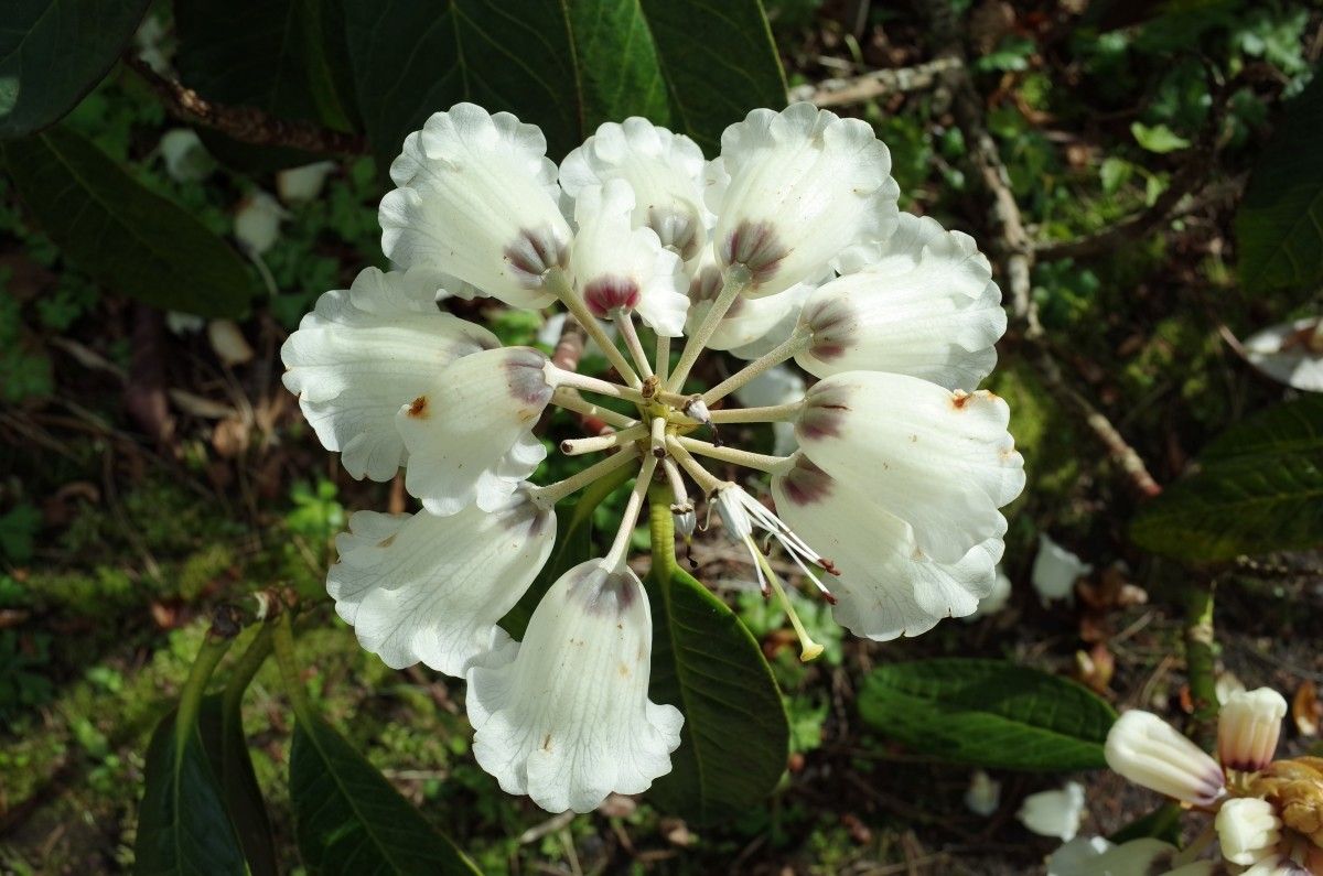 Rhododendron grande flower