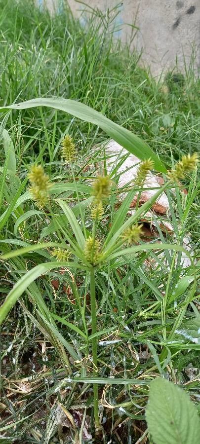 Cyperus strigosus