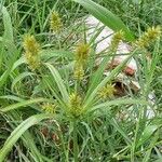 Cyperus strigosus