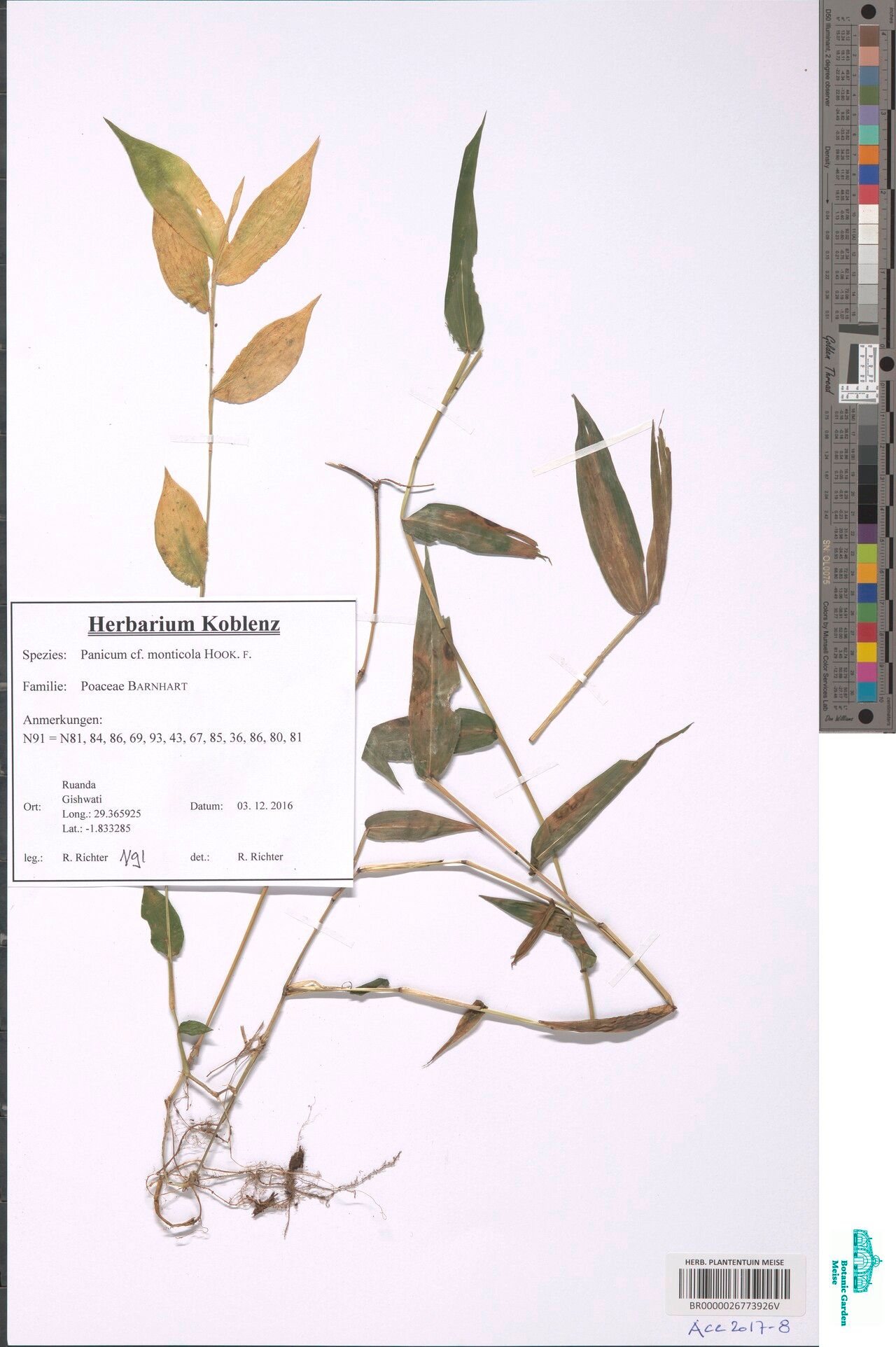 Panicum monticola — houseplant care guide