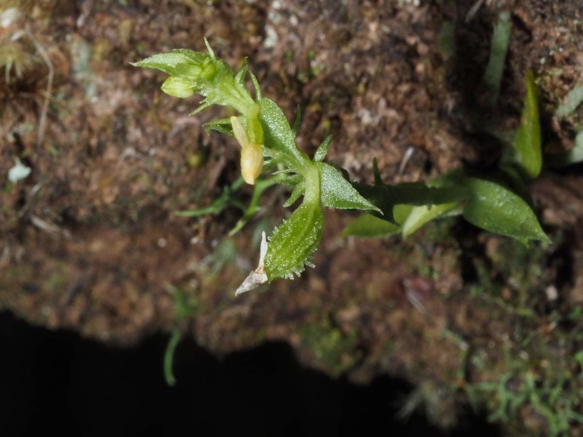 Taeniophyllum labatii — related species from the same genus