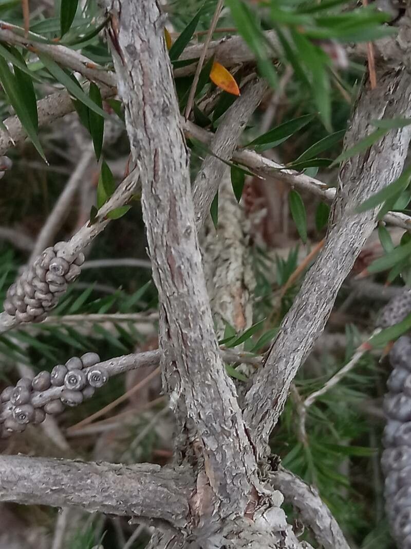 Callistemon viridiflorus bark