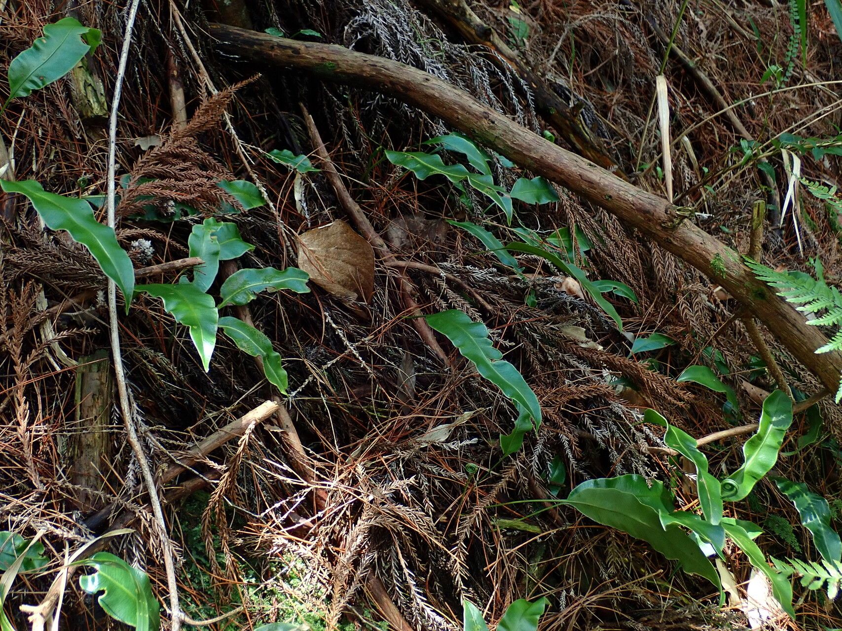 Elaphoglossum angulatum habit