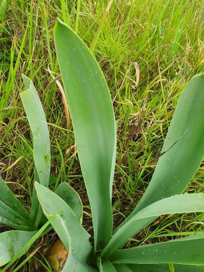 Drimia altissima — related species from the same genus