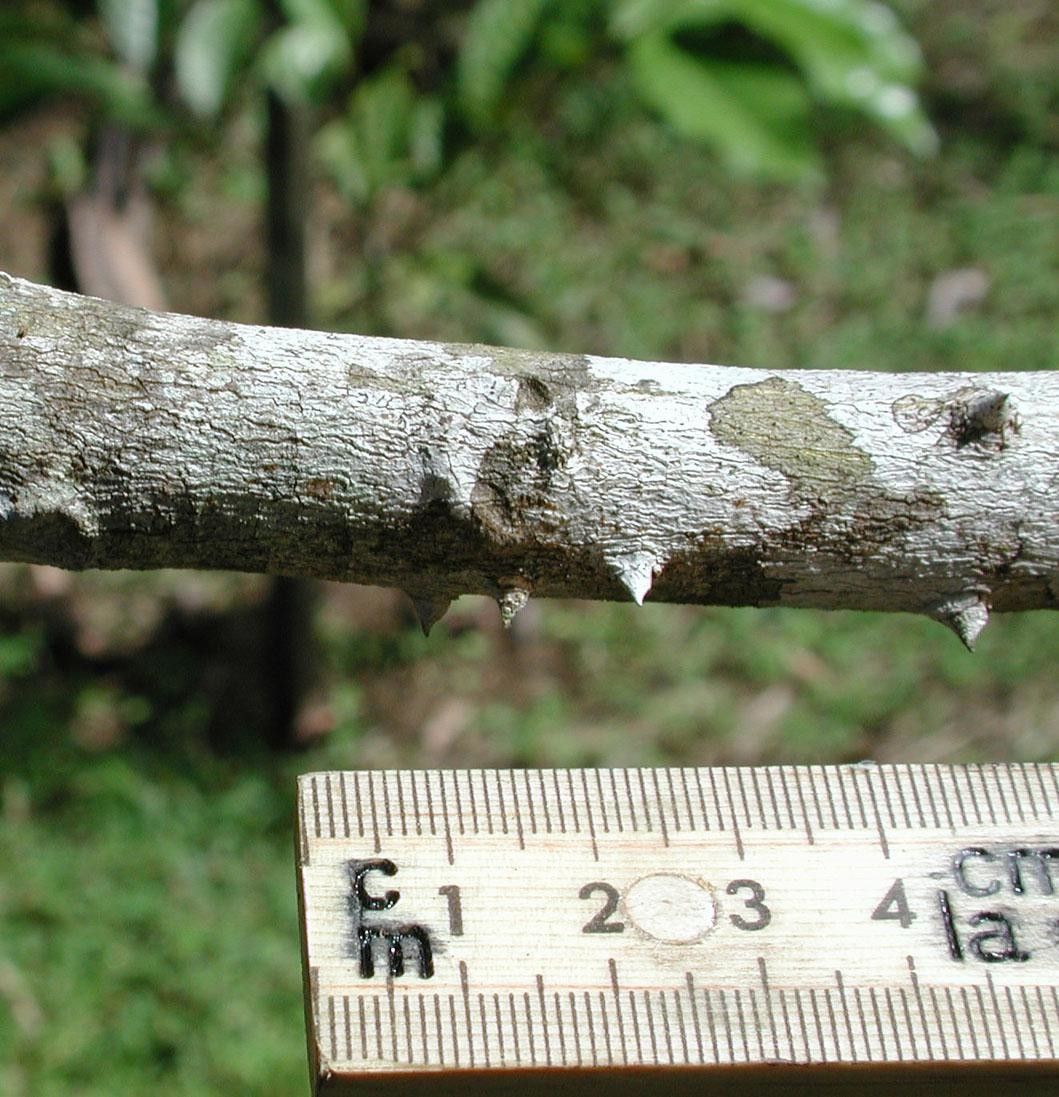Zanthoxylum riedelianum bark