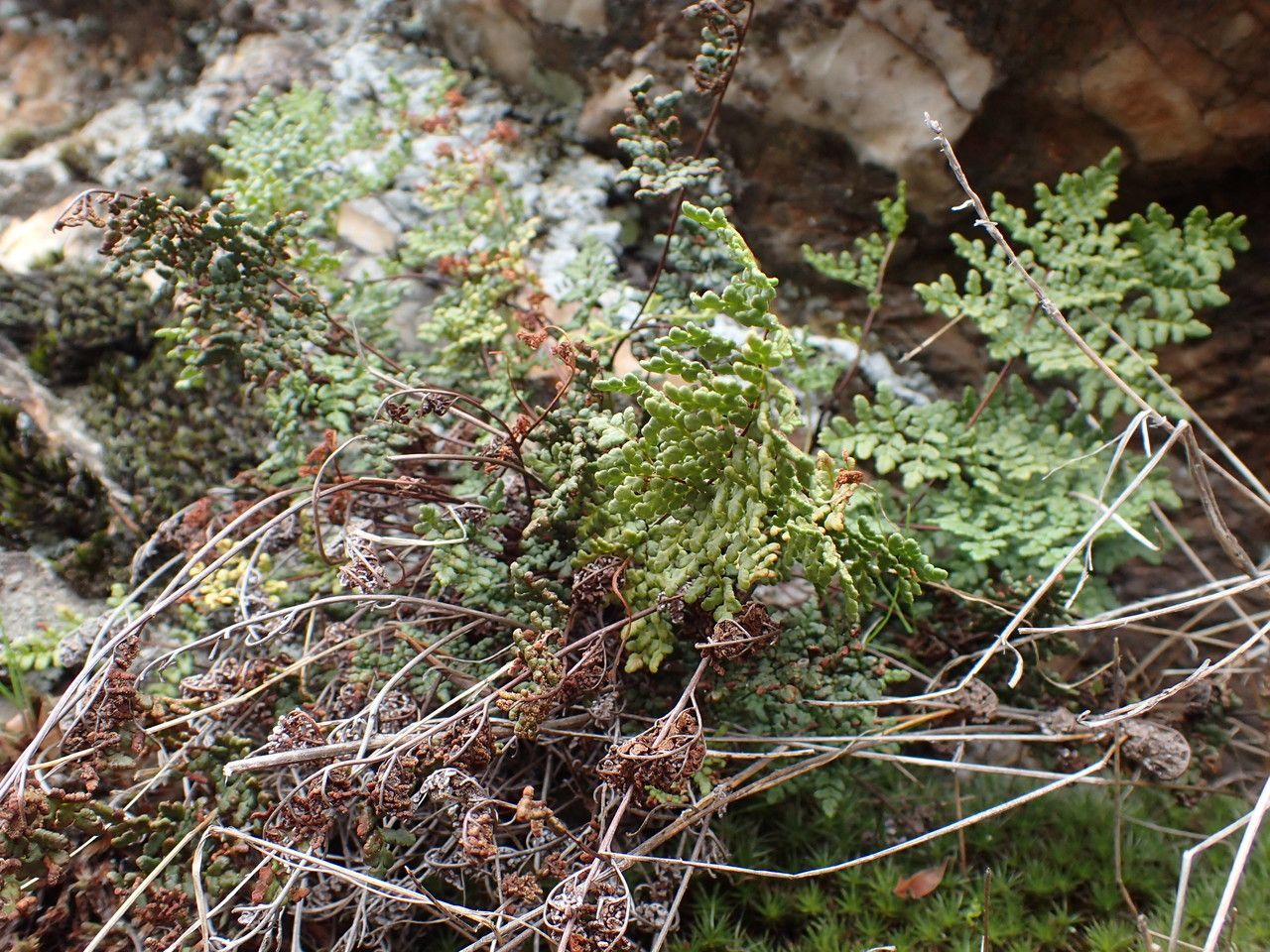 Allosorus tinaei habit