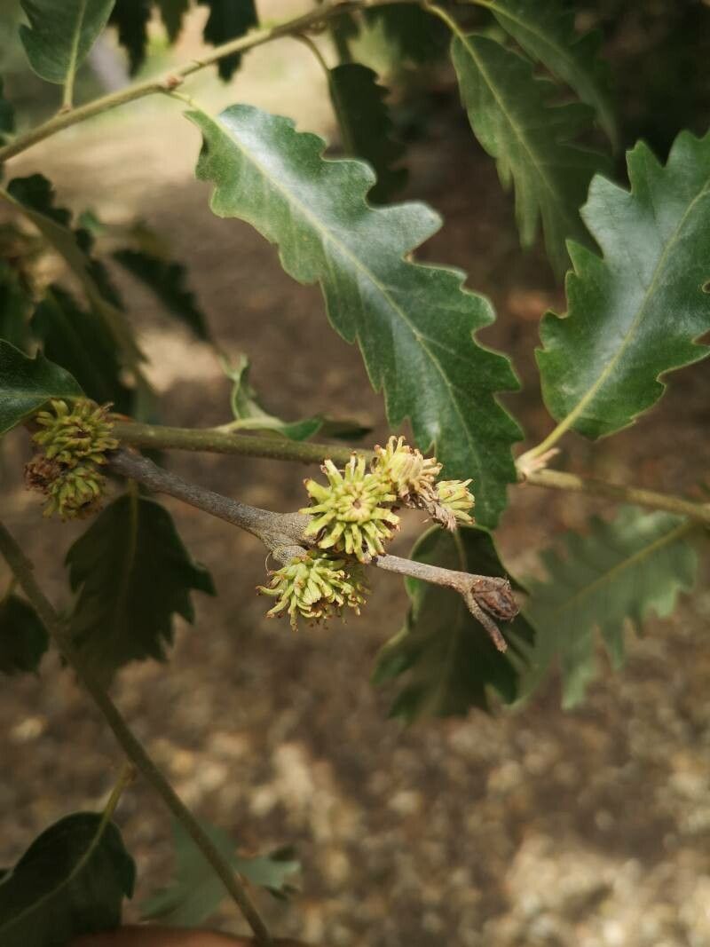 Quercus aucheri fruit