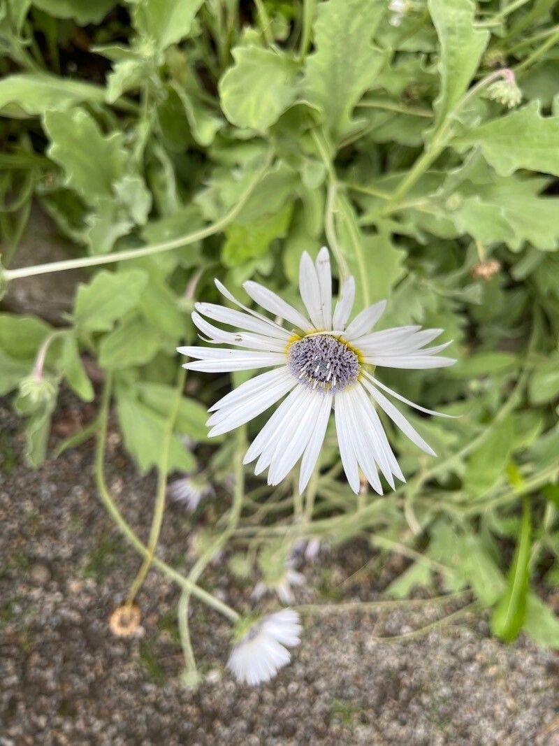 Arctotis venusta flower