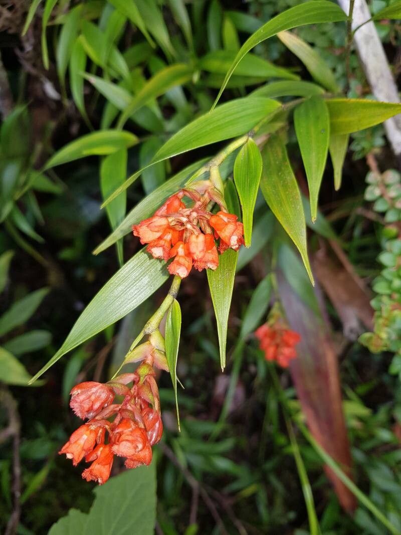 Elleanthus tonduzii flower