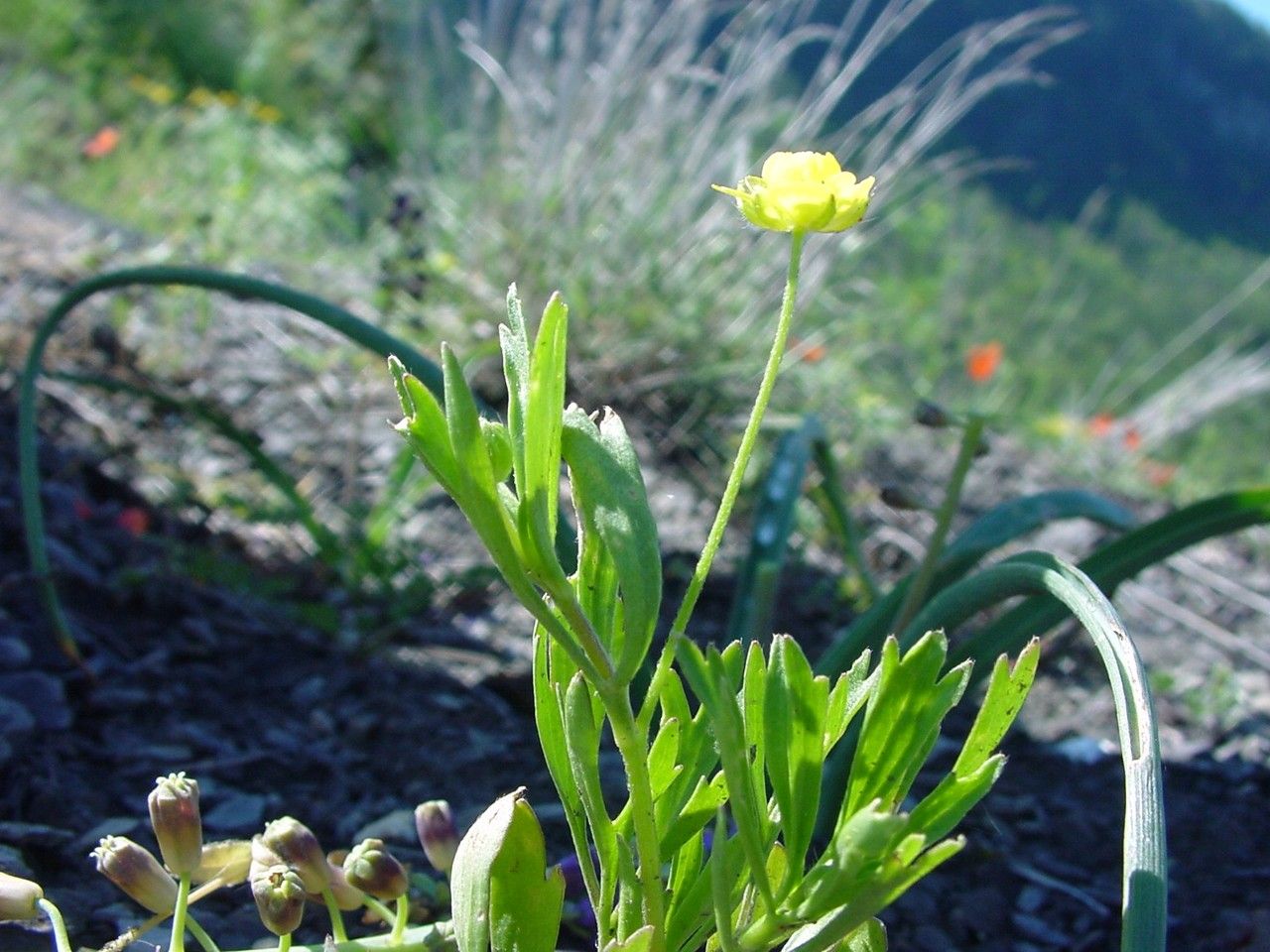 Achillea falcata habit