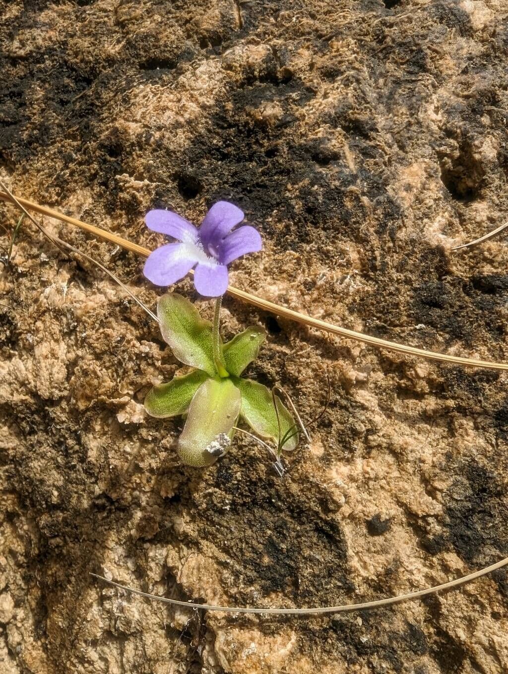 Pinguicula dertosensis habit
