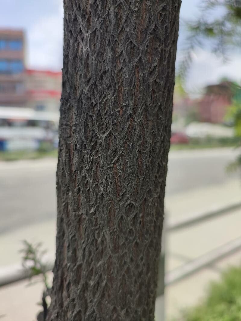 Melaleuca bracteata bark