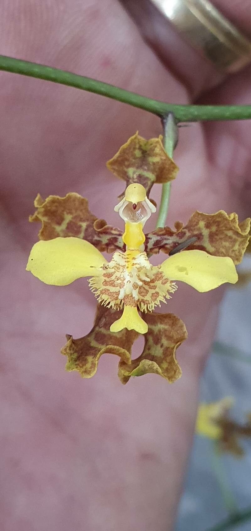 Gomesa ciliata — related species from the same genus