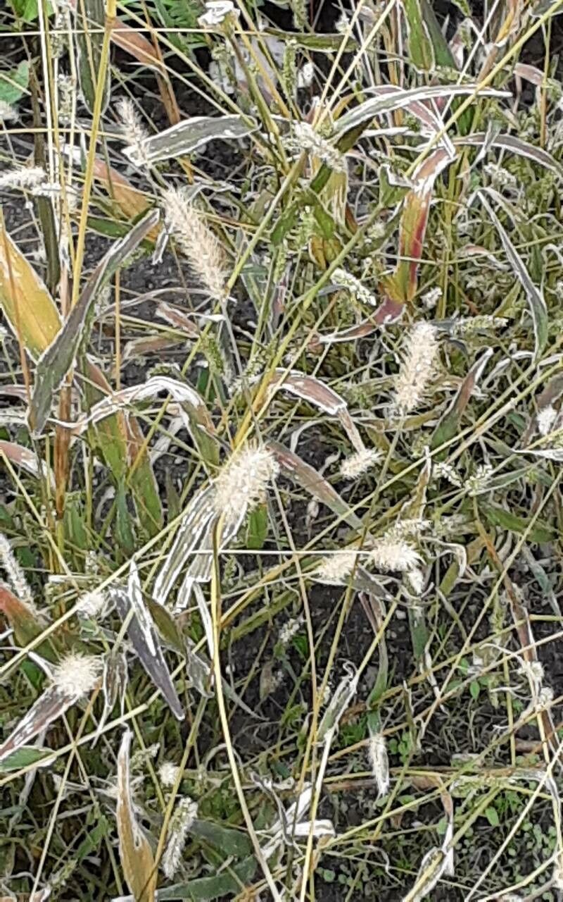 Bothriochloa laguroides flower