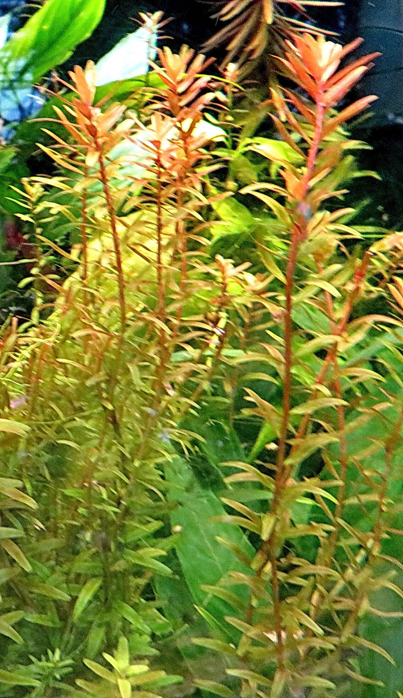 Hydrilla verticillata habit