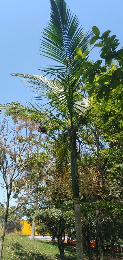 Euterpe oleracea leaf