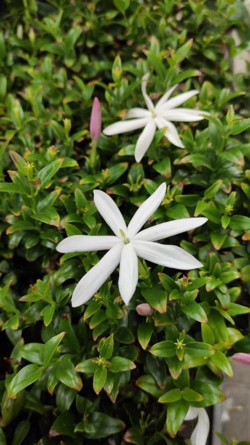 Jasminum multipartitum flower