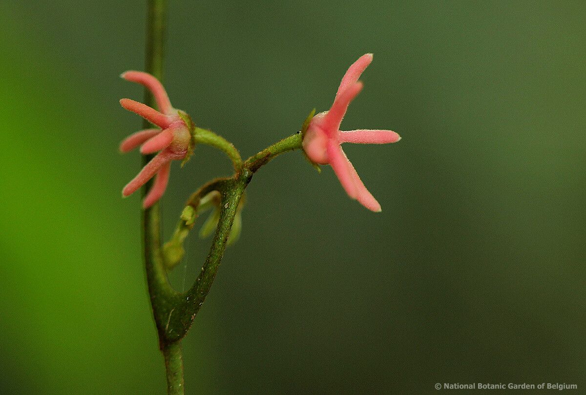 Artabotrys likimensis flower