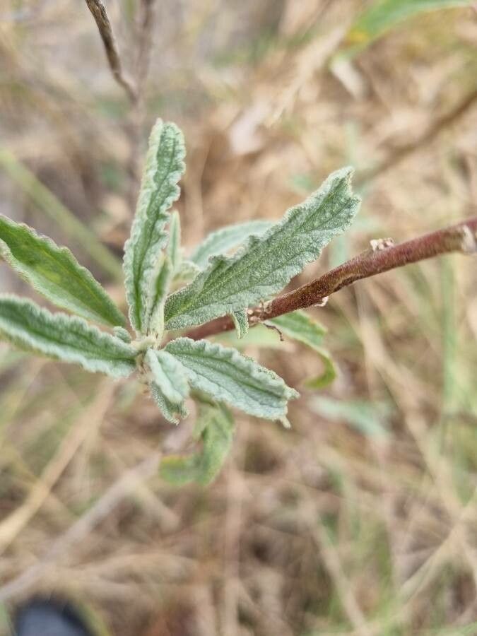 Sphaeralcea angustifolia — related species from the same genus
