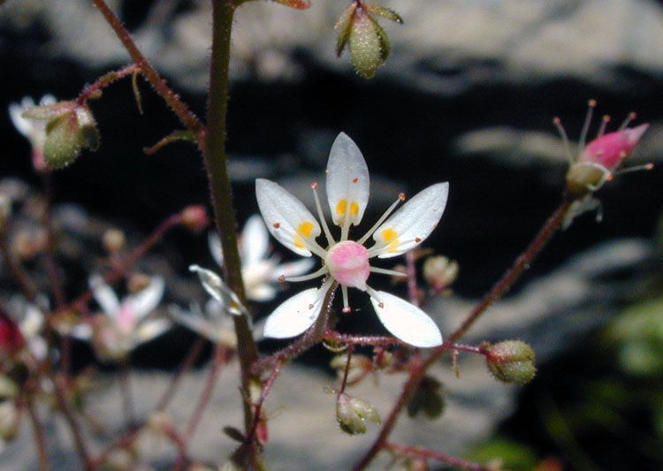 Micranthes ferruginea flower