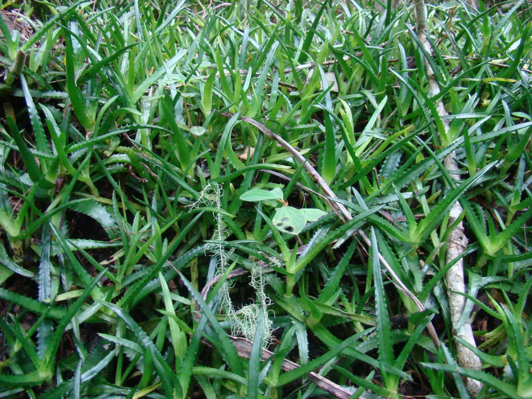 Aloe analavelonensis — houseplant care guide