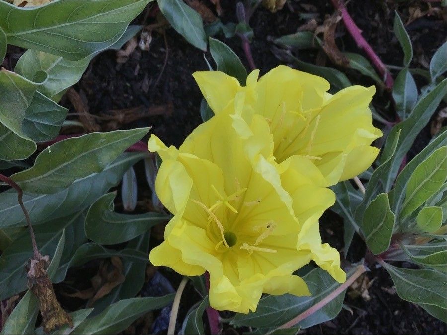 Oenothera missouriensis flower