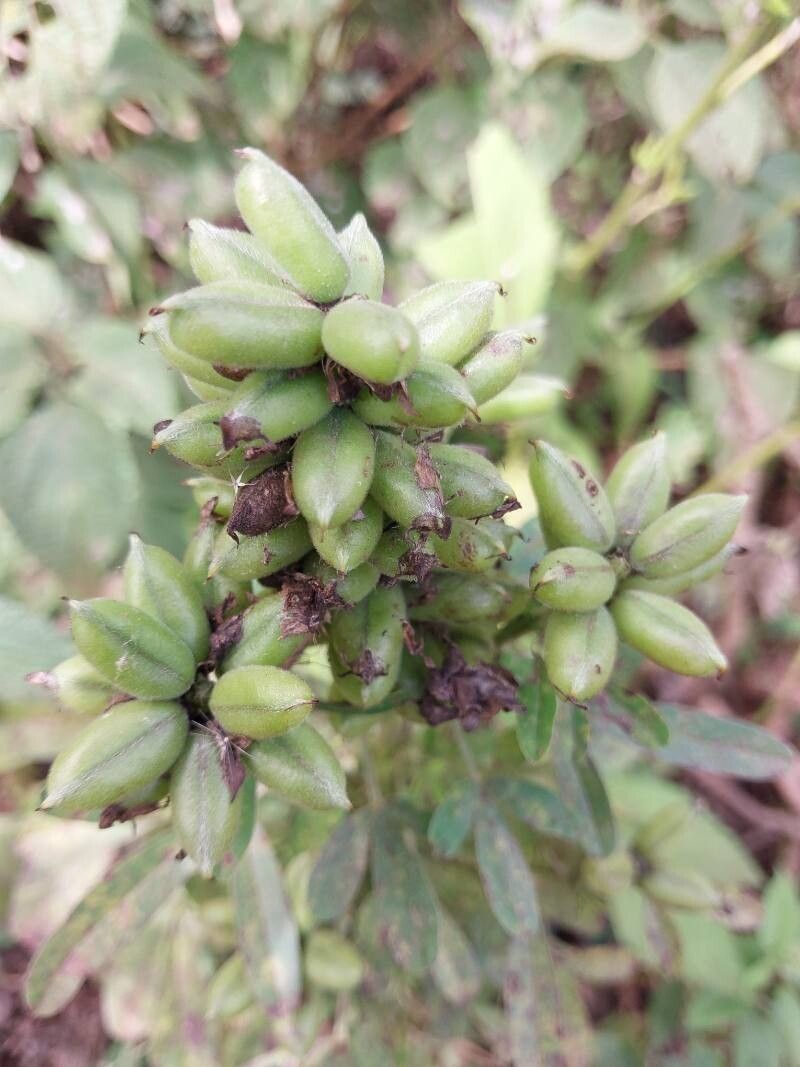 Crotalaria aculeata fruit
