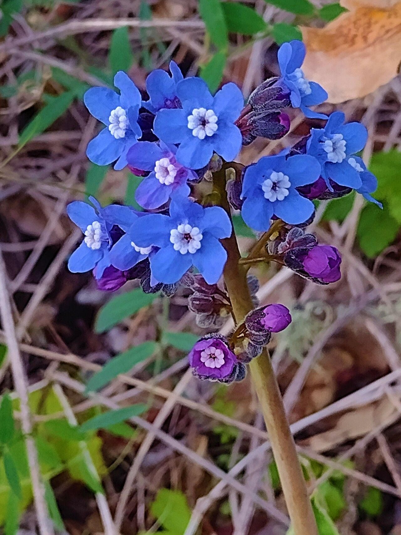 Cynoglossum grande flower