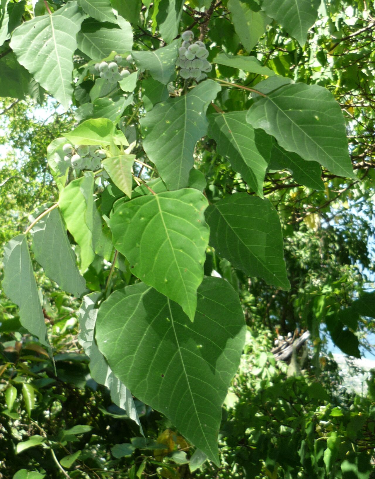 Homalanthus novoguineensis — related species from the same genus