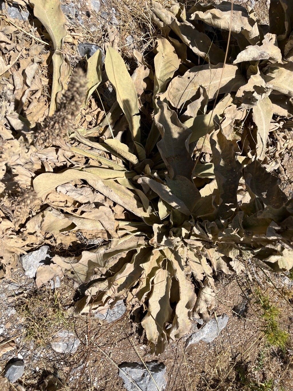 Verbascum × innominatum — search result for 'Verbascum'