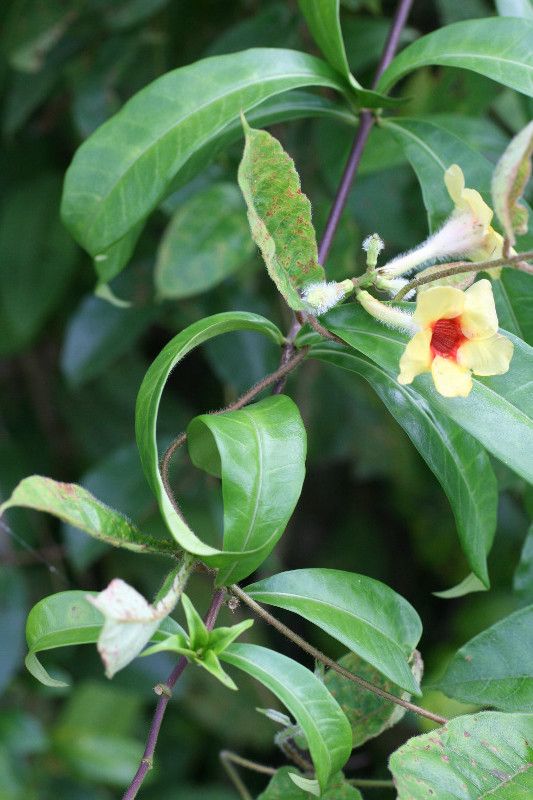 Mandevilla hirsuta habit